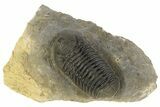 Detailed Morocops Trilobite - Visible Eye Facets #186736-2